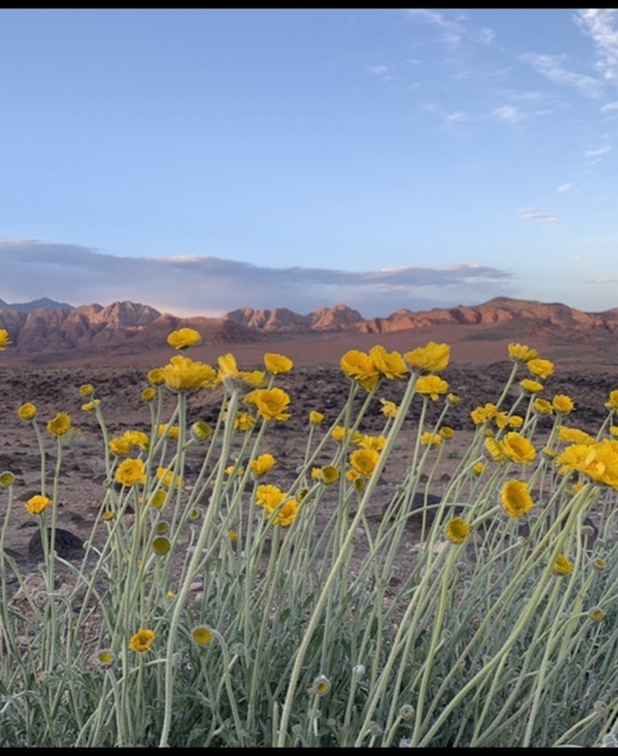 Yellow wildflowers against a mountain landscape