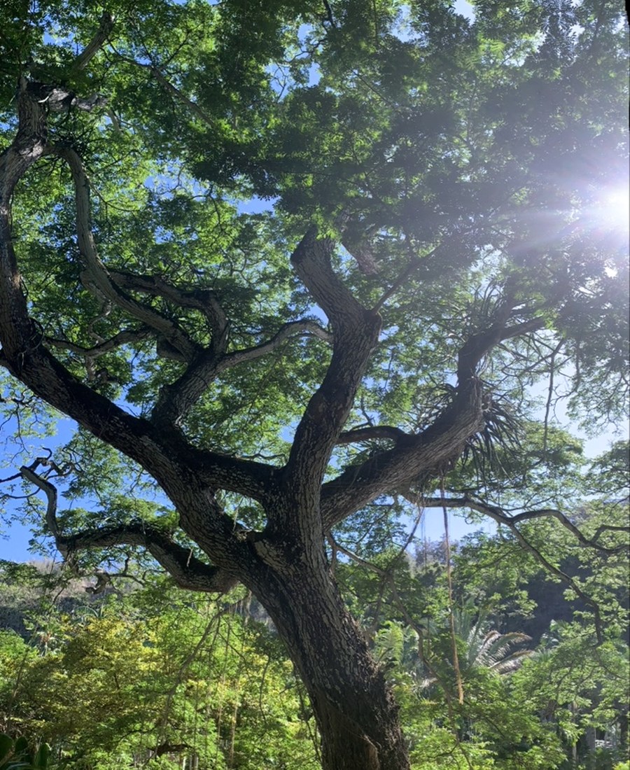 Large tree providing shade and shelter